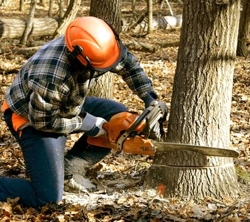 Tree Removal in Beckemeyer, IL
